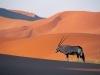 oryx
